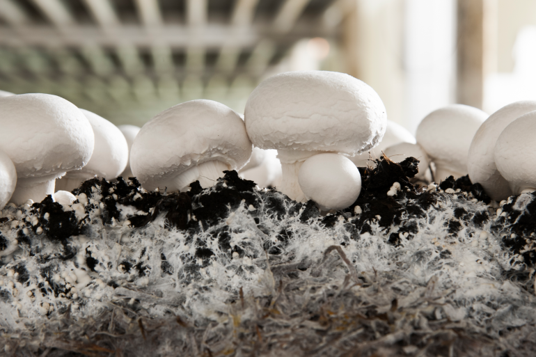 Look-Think-Act: use the signals given by mushrooms and compost