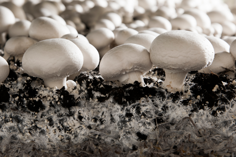 Leer de kunst van het champignons telen
